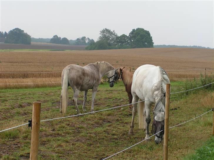Anglo Araber (AA) Isak R.I.P. billede 6