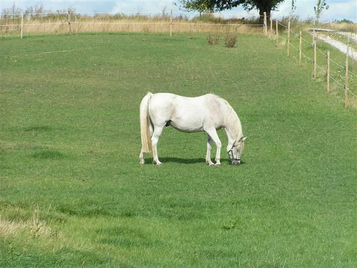 Anglo Araber (AA) Isak R.I.P. billede 7