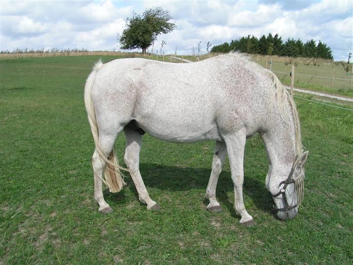 Anglo Araber (AA) Isak R.I.P. billede 8
