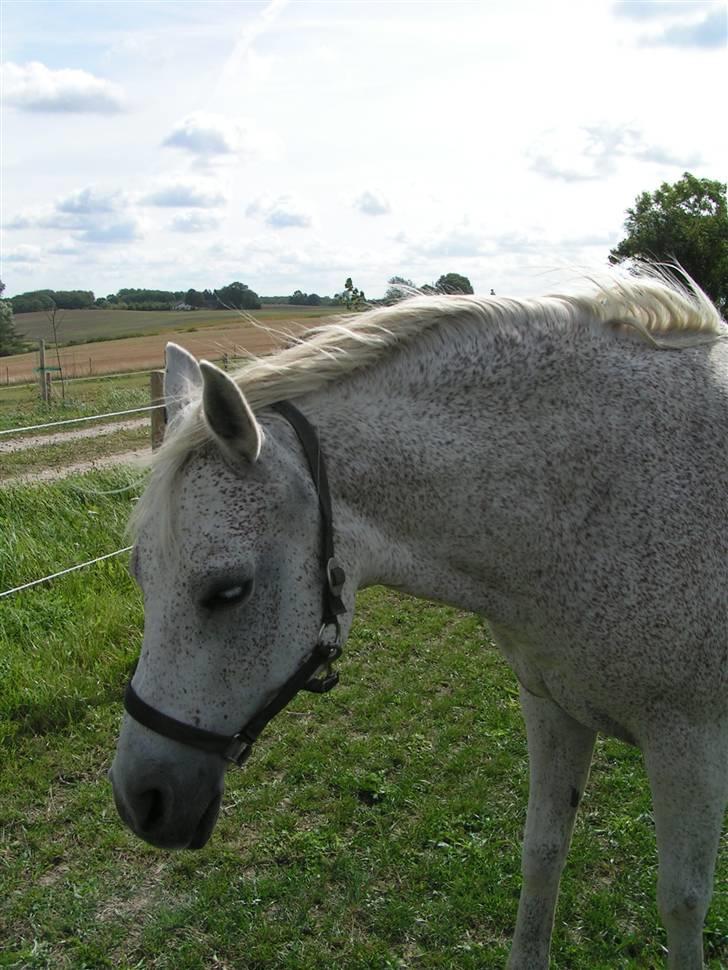 Anglo Araber (AA) Isak R.I.P. billede 9