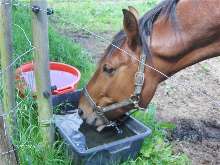 Oldenborg my Ohio dreamer billede 15