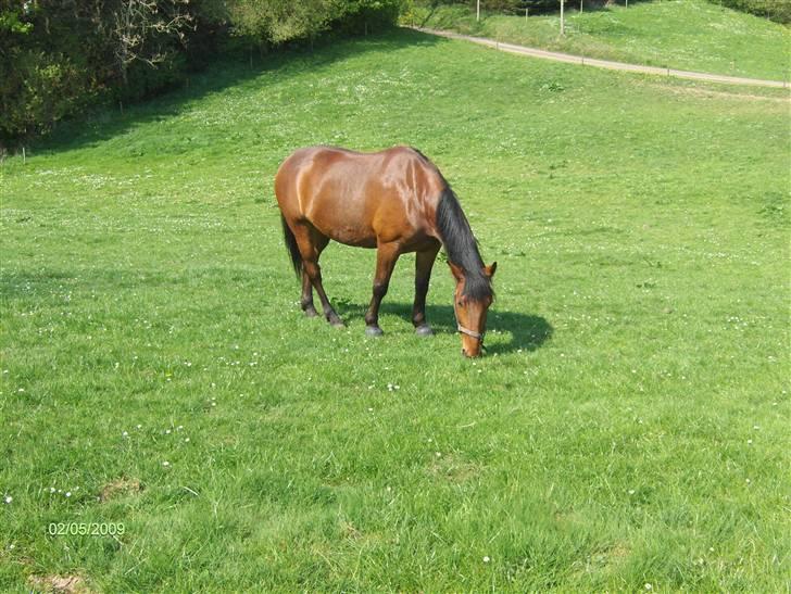 Oldenborg my Ohio dreamer billede 16