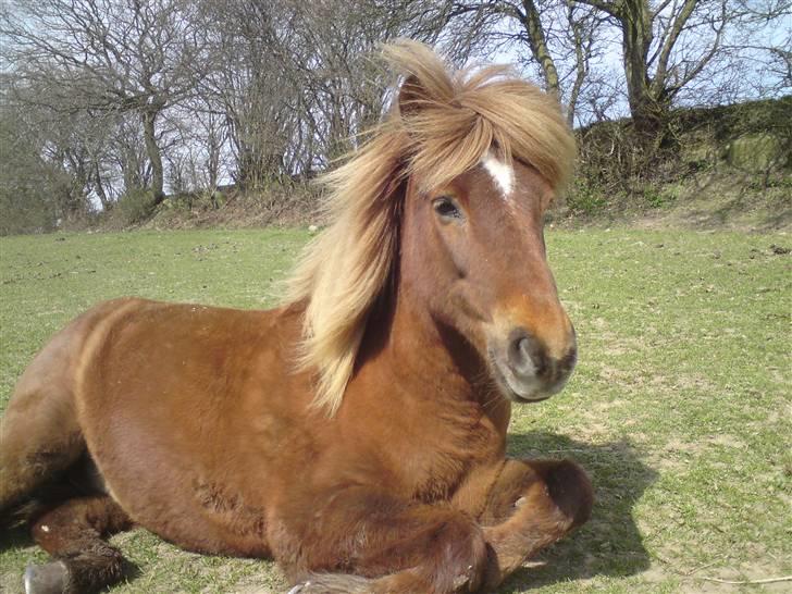 Islænder Yggdrasil fraS. Bóthildur - Billede 1 Hej velkommen til Yggdrasil´s profil  billede 1