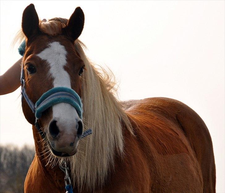 Haflinger Prins Hans -  | 6 | Det du leger ind i hesten, vil den frivilligt gøre igen. Det du tvinger ind i den, skal du tvinge den til at gøre igen. Foto: Stine Ravn billede 6