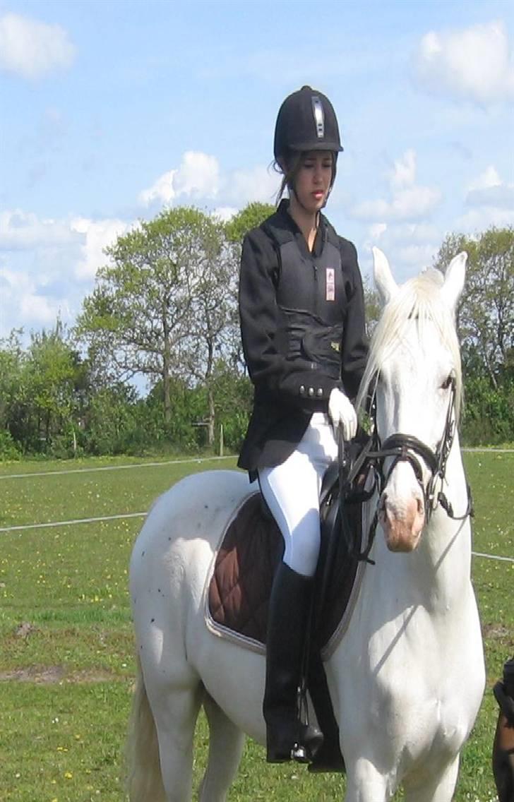 Knabstrupper Kouros *solgt*  billede 18