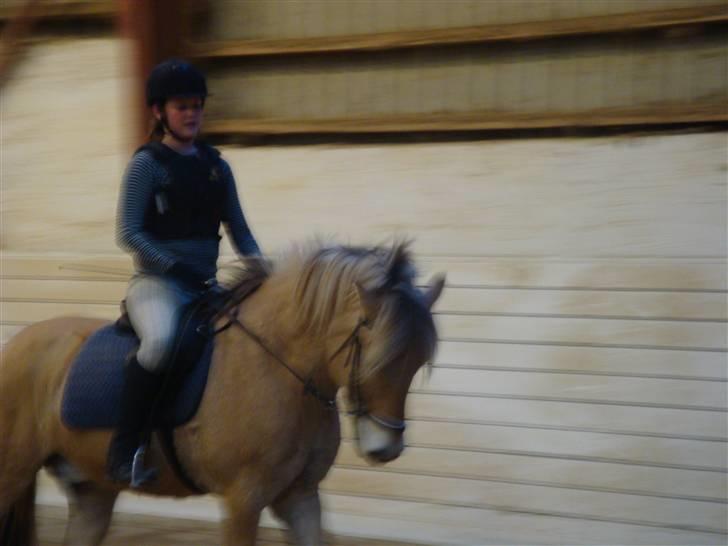 Fjordhest {den bedste} Oscar  billede 3