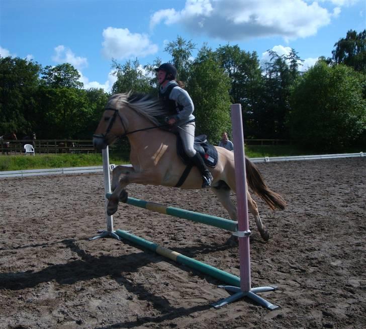 Fjordhest {den bedste} Oscar  - bassen bar bangebuksen over 75 cm. elsker dig til skyerne<3 billede 6