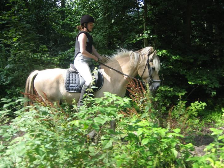 Fjordhest {den bedste} Oscar  billede 7