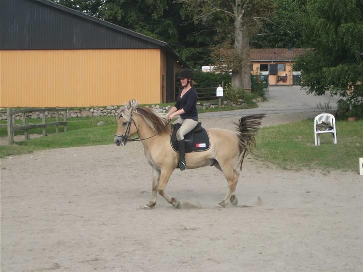 Fjordhest {den bedste} Oscar  - galop anspring<3 billede 13