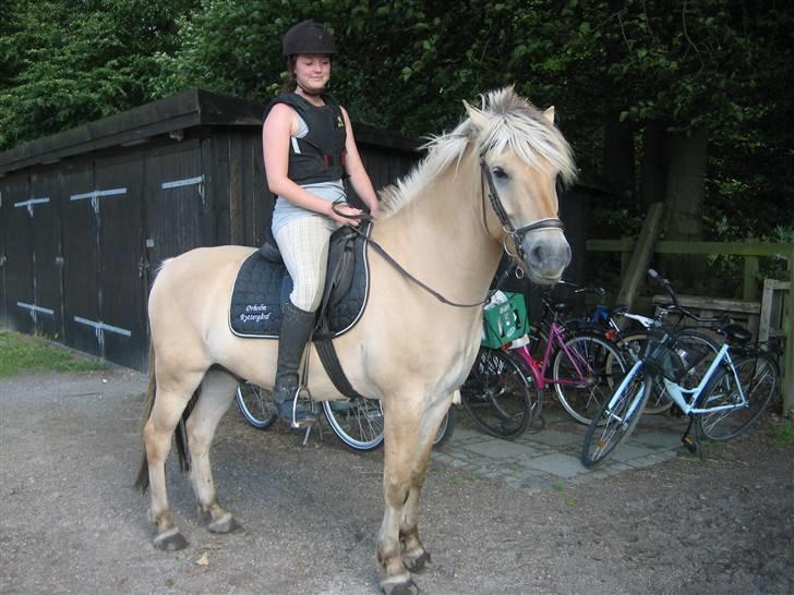 Fjordhest {den bedste} Oscar  billede 14