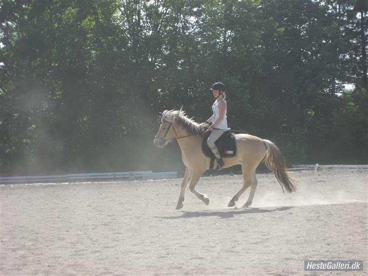 Fjordhest {den bedste} Oscar  billede 19