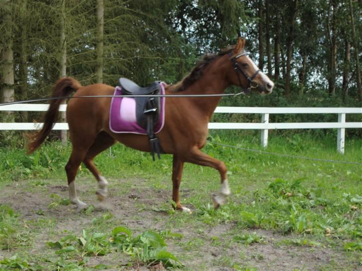 Anden særlig race Donna Shakira- SOLGT.. billede 17