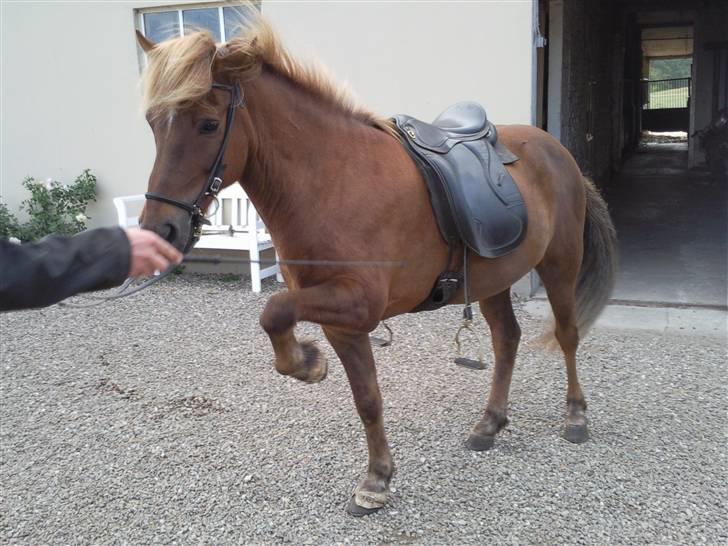 Islænder Yggdrasil fraS. Bóthildur - Billede 4 Ygge laver næsten et spansk skridt <3 billede 2