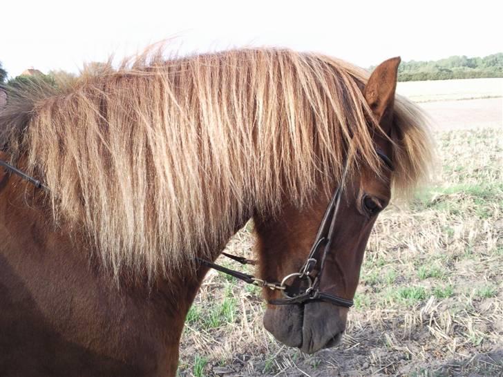 Islænder Yggdrasil fraS. Bóthildur - Billede 5 billede 3