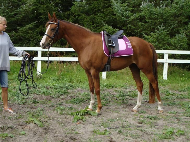 Anden særlig race Donna Shakira- SOLGT.. billede 18