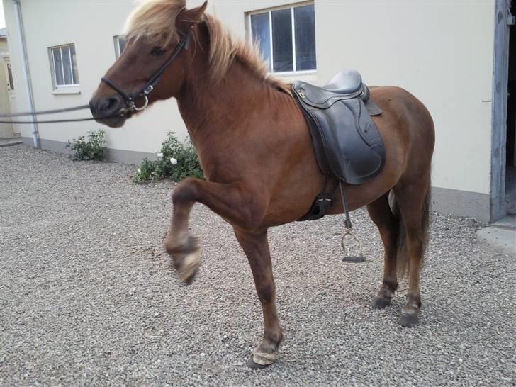 Islænder Yggdrasil fraS. Bóthildur - Billede 6 Ygge laver næsten et spansk skridt <3 billede 4