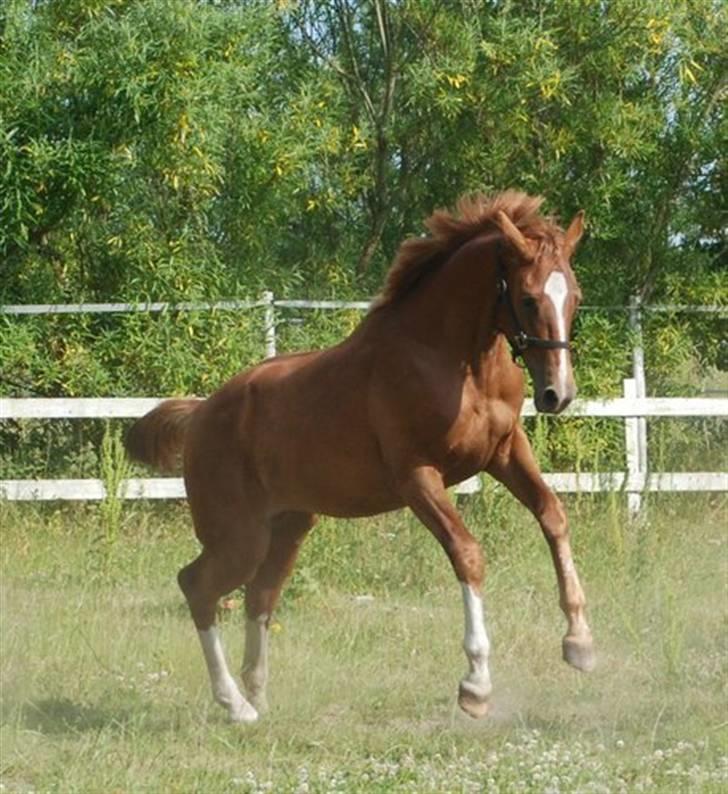 Dansk Varmblod Løths Quando billede 1
