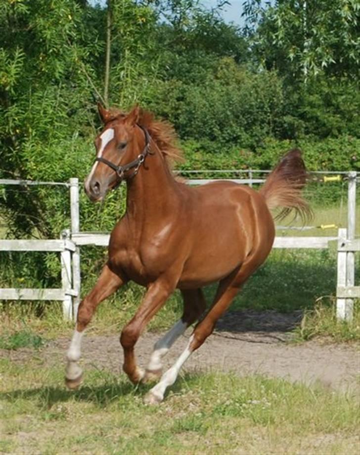 Dansk Varmblod Løths Quando billede 2