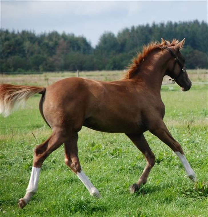 Dansk Varmblod Løths Quando billede 3