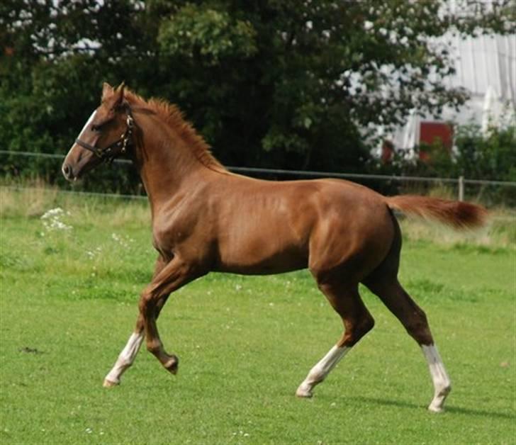 Dansk Varmblod Løths Quando billede 4