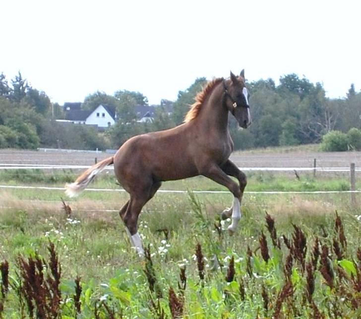 Dansk Varmblod Løths Quando billede 5