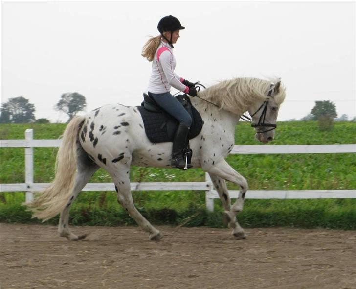 Knabstrupper Chico Dot DK - Nu i seriøs ridning igen, med langsom opstart billede 15