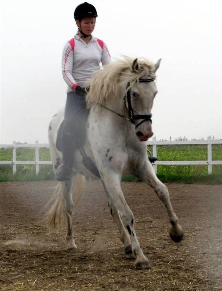 Knabstrupper Chico Dot DK - Power billede 16