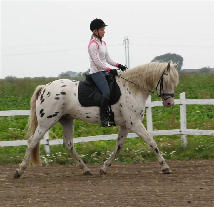 Knabstrupper Chico Dot DK - Trav med fremdrift billede 17