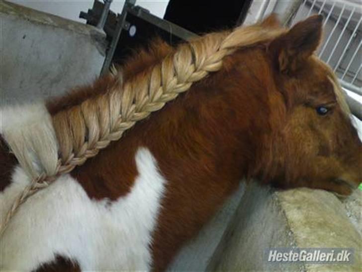 Anden særlig race *PlayBoy Solgt:'( billede 2