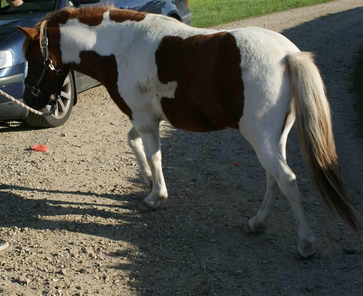 Anden særlig race *PlayBoy Solgt:'( billede 3