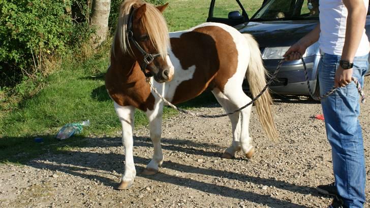 Anden særlig race *PlayBoy Solgt:'( billede 4