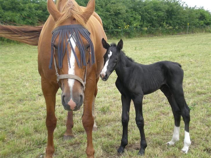 Dansk Varmblod Pennsylvania - så kom der føl... smuk hingst.. Havhøjs Bello Nero  billede 10