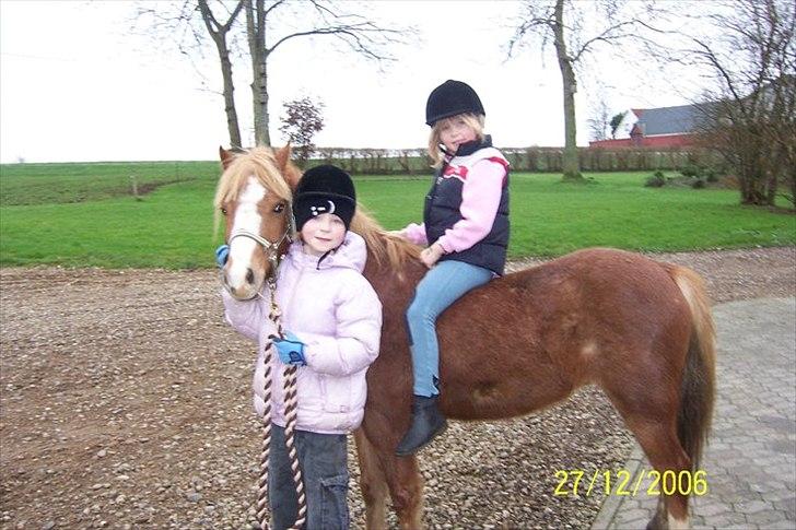 Hollandsk Sportspony Mads - hjemme ved simon eog trine, da de næsten lige havde fået ham:)<3 billede 5