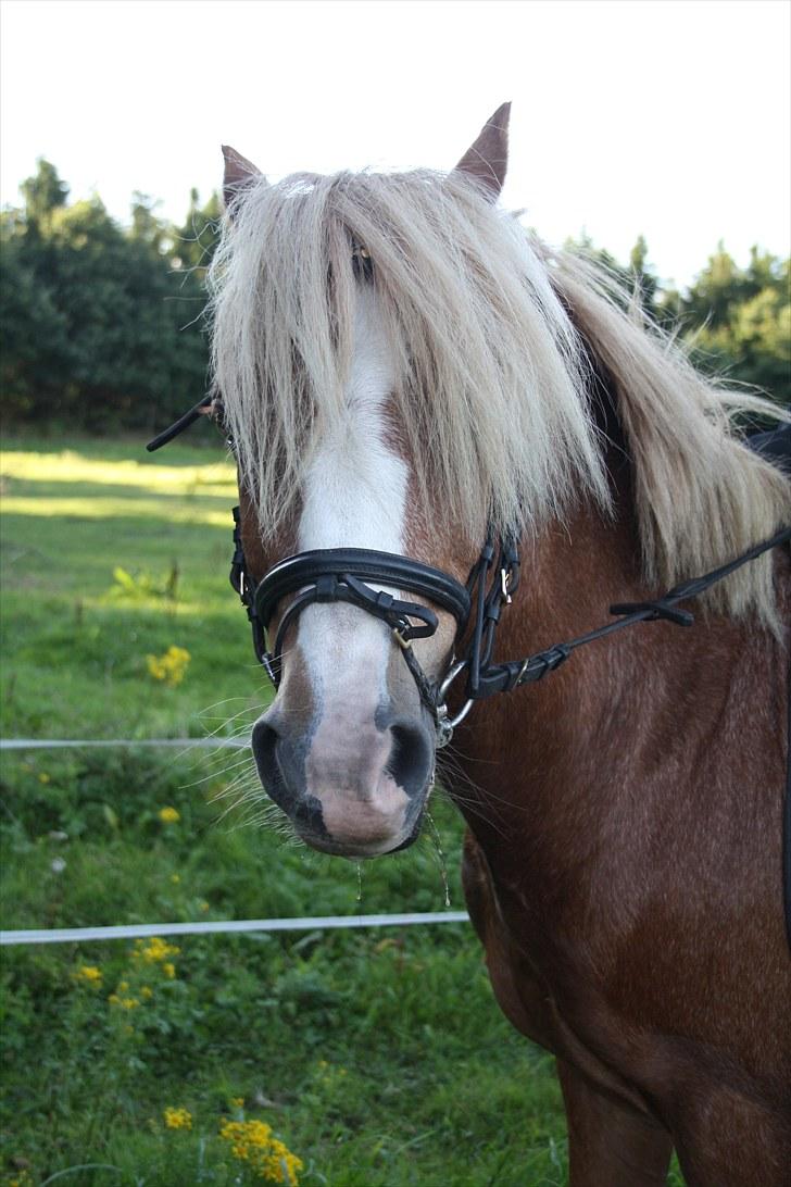 Hollandsk Sportspony Mads - <3 billede 6