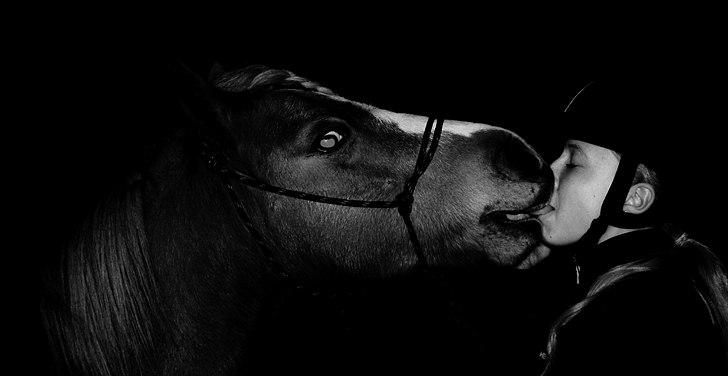 Hollandsk Sportspony Mads - <3 billede 11