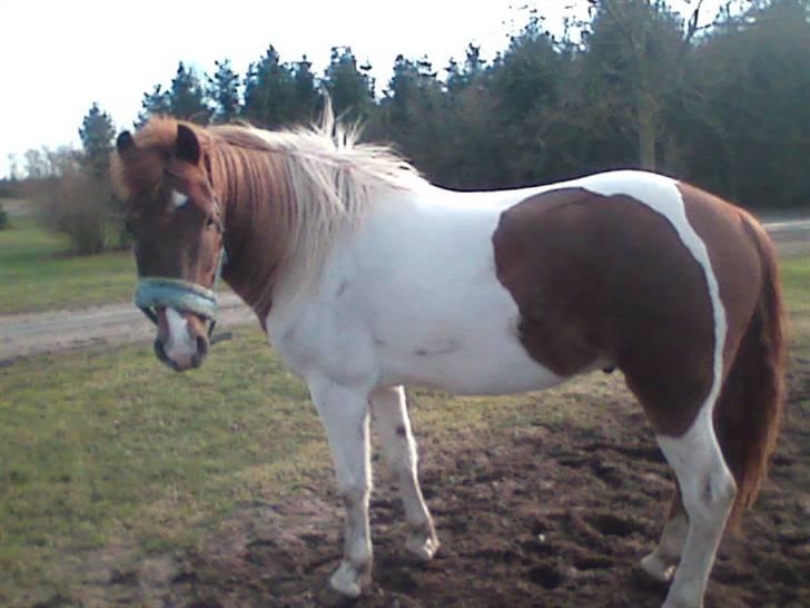 Pinto Spirit - nede på ridebanen. det var nogle dage efter sofus var kommet hjem ude fra simone:) billede 3