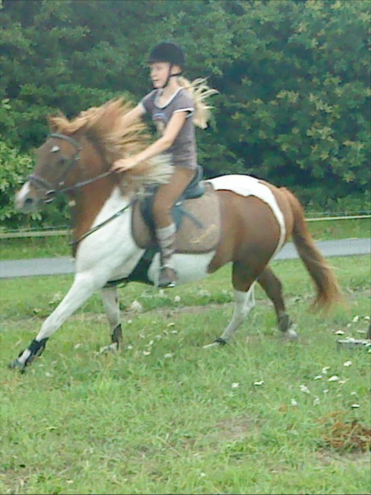 Pinto Spirit - ponygames:) billede 6