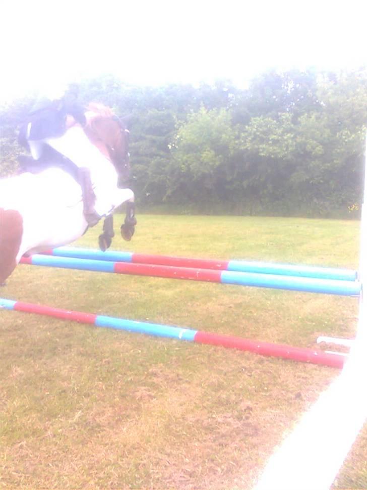 Pinto Spirit - stævne i kragelund<3 billede 14