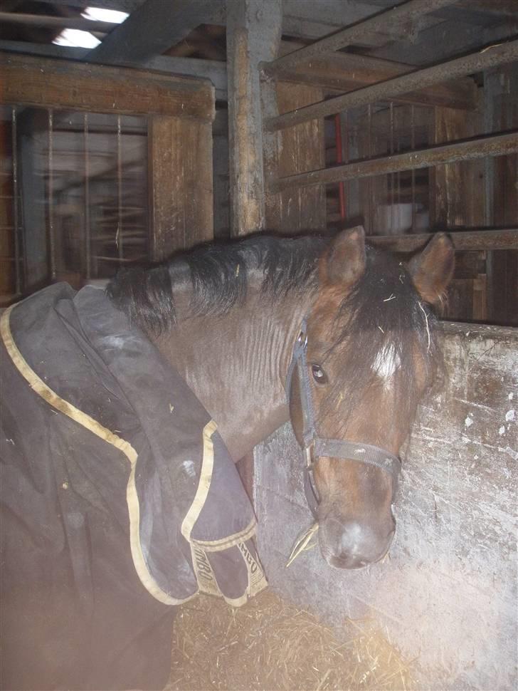 Welsh Pony (sec B) Jedidjan Rufus / R.I.P. / billede 20
