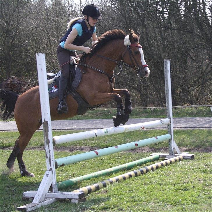 Anden særlig race Lady - Spring træning<3
 billede 7