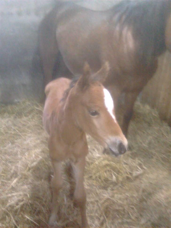 Anden særlig race Golden Star - lille baby<3 billede 5