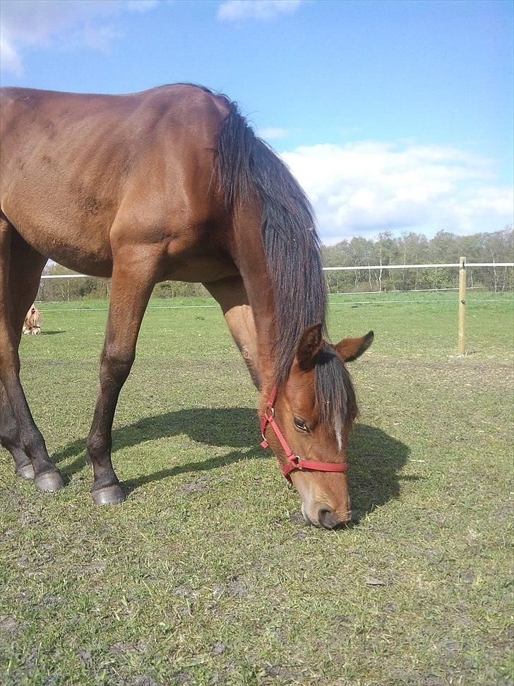 Anden særlig race Golden Star - <3 billede 7