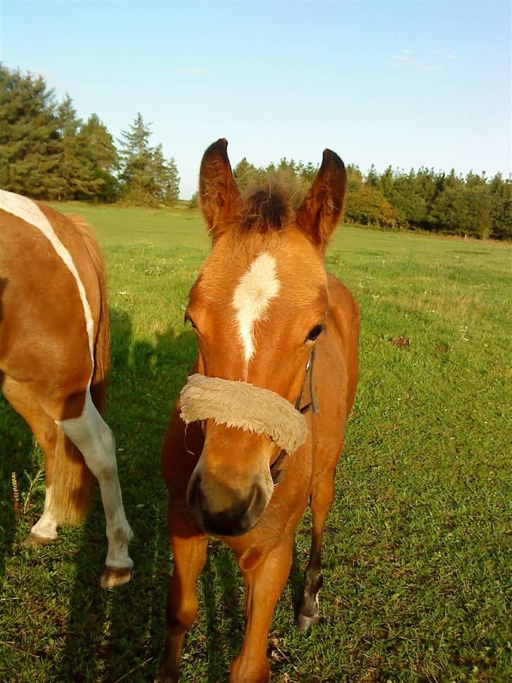 Anden særlig race Golden Star - Baby!!:D billede 19