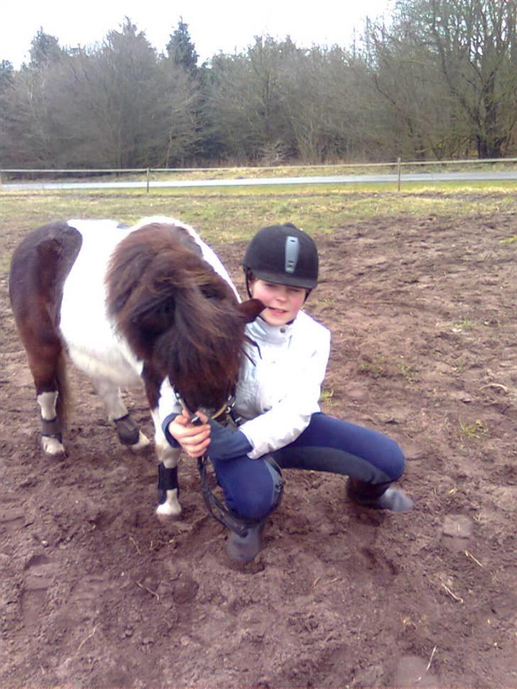 Shetlænder Sofus - Simone&Sofus de bedste i min hverdag!<3 billede 8