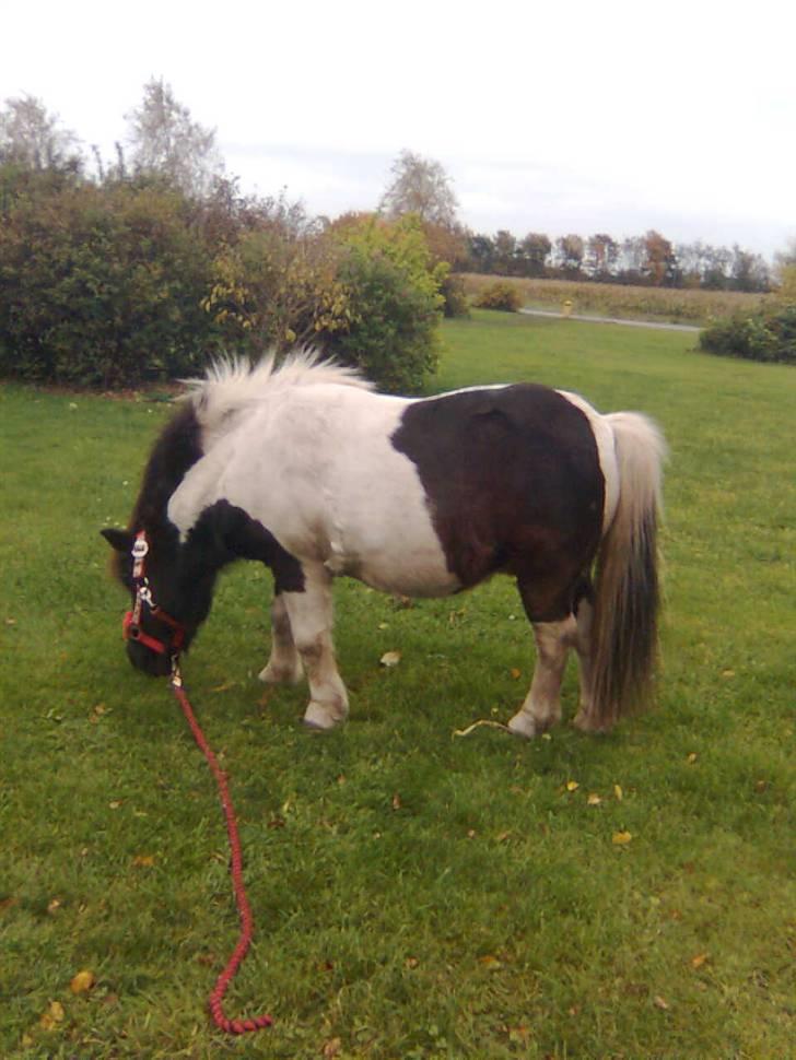 Shetlænder Sofus - Sofus skat<3 billede 9