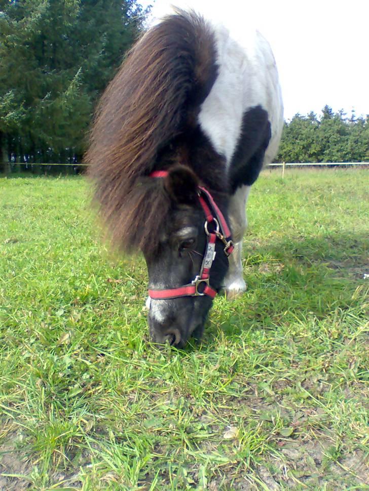 Shetlænder Sofus - Sofus skat<3 billede 2