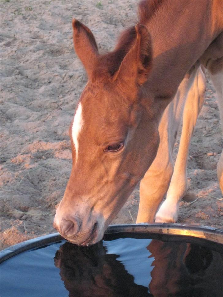 Arabisk fuldblod (OX) Mirah - Drikker af vandspanden for første gang... billede 13