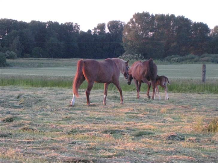 Arabisk fuldblod (OX) Mirah - Familieidyl en varm sommeraften billede 14