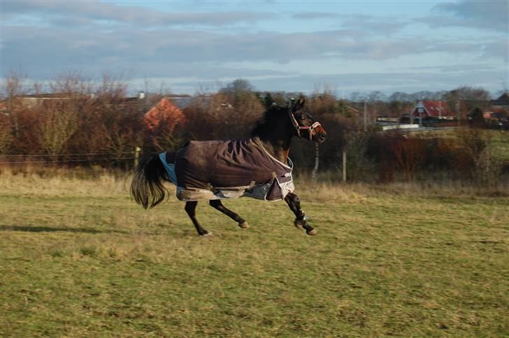 Anden særlig race Yasya - gamle part. - Smukke viildhest 8D. billede 2