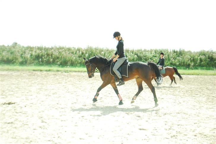 Anden særlig race Yasya - gamle part. - Dressur 23. august 09 :). Havde haft ham 1 mdr. der- vi er blevet bedre :). billede 3